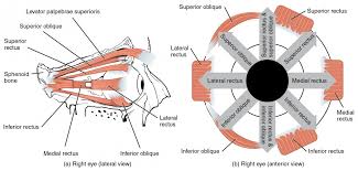 How skeletal muscles are named? Axial Muscles Of The Head Neck And Back Anatomy And Physiology I
