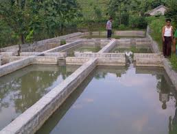 Ingin Membuat Kolam Ikan Ketahui Teknik Menganalisis Jenis Tanah Berikut Kolam Ikan Dot Net