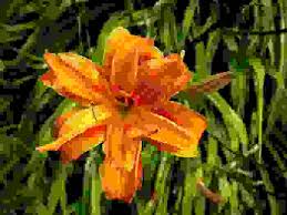 Non appena arriva la primavera e si inizia a sentire nell'aria la bella stagione, piante e fiori ricominciano a popolare il giardino o il balcone di casa. Fiori Gialli I Piu Belli Per Dare Luce Al Giardino E Al Balcone