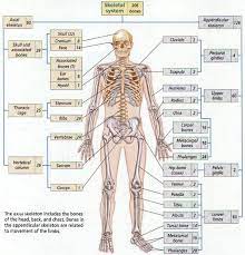 There Are 206 Bones Total In The Human Body Individuals May Have Additional Sesamoid Bones Such As In The Flexor Ten Human Body Organs Body Bones Human Bones