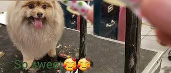 Check spelling or type a new query. Furrytails Pet Spa Pet Grooming Pet Boarding Pet Luxury Packages Pet Haircut Pet Bath Marrero Westbank Pet Grooming And Boarding
