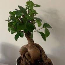Image result for Grewia microcarpa