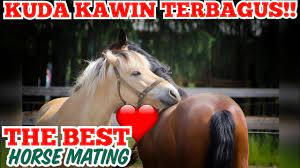 Gajah kawin dengan sekor badak besar#carakawimikancupanghias. Youtube Video Statistics For Kuda Kawin Terbaik The Best Video Horses Mating Noxinfluencer