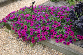 If you are planning to grow petunias at home, here are some easy steps you can follow. Petunia Growing From Seed Walter Reeves The Georgia Gardener