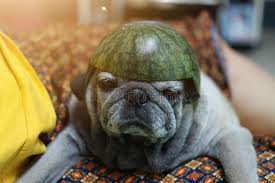 What's that, you want more dogs eating watermelon. 1 135 Head Watermelon Photos Free Royalty Free Stock Photos From Dreamstime