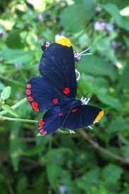 Fauna A Red Bordered Pixie Melanis Pixe A Butterfly Butterfly Species Beautiful Butterflies Butterfly