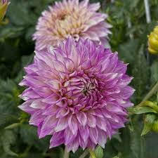 Image result for Barleria ameliae