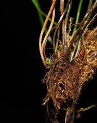 Image result for Pteris auquieri