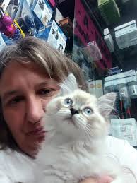 Mistakenly thinking ragdoll cat is a girl