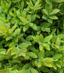 Image result for Buxus
