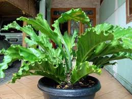 Bunga hias yang tahan panas matahari. Cara Merawat Tanaman Hias Indoor Bibitbunga Com