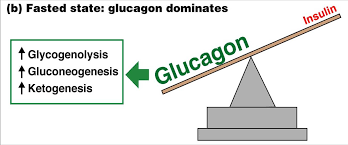 That's the fuel your muscles and organs use to work and stay healthy. Insulin Glucagon Ratio Explained Siim Land