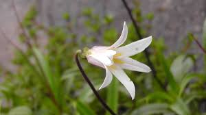 Image result for Xerophyta schlechteri