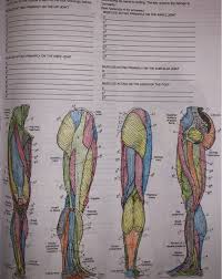 Muscles involved in the hip joint (origins, insertions, innervations and function). Solved 1000 Orawings Before Te Bok For Musl Es Acting Pri Chegg Com