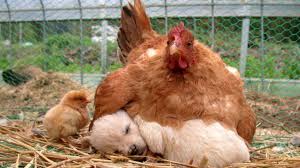 5 Best Guard Dog Breeds For Your Chickens Poultry Unlikely Animal Friends Animals Beautiful Pets