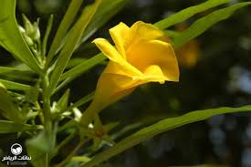 تعاونية أكلزي طاطاوي لفن الدفلة. Riyadh Plants Be Still Tree Yellow Oleander
