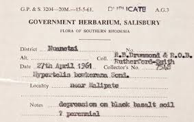 Image result for Hypertelis bowkeriana