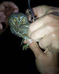 Did you scroll all this way to get facts about elf owl cactus? Elf Owl Habitat Use And Detectability Great Basin Bird Observatory