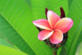Check spelling or type a new query. Plumeria Flower Meaning Its Deep Symbolism In Various Cultures Gardenerdy