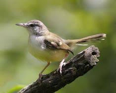 Suara pikat burung tepus pipi perak suara pancinga. 26 Ide Tips Cara Rawat Burung Burung Burung Pemangsa Burung Hantu
