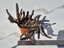 Image result for Huernia volkartii