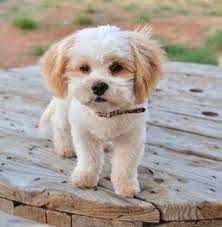 They're sometimes called zuchon, shichon, or tzu frise. Pin Pa Dog Haircuts