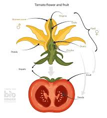 The tomato flowers are the perfect flowers because these flowers contain both an ovary and ovules, and a stamen, so they are considered both male and female. Discovery In Tomato Plants How Does The Fruit Get Its Seeds Leibniz Institut Fur Pflanzenbiochemie