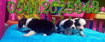 Border Collie Irk Ozellikleri Collie Border Collie