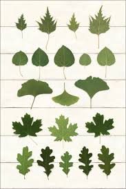 Premium Poster Leaf Chart I Shiplap