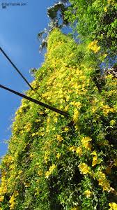 Image result for Dolichandra