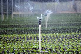 Drip Vs Overhead Irrigation Senninger Irrigation
