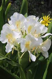 Hedychium Coronarium Lily Plants Ginger Flower Fragrant Flowers