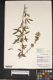 Image result for Desmodium psilocarpum