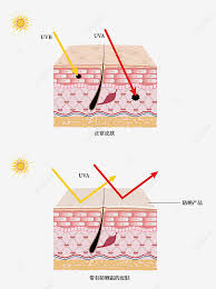 Rajah 3.1 menunjukkan keratan rentas satu organ deria manusia. Gambar Gambarajah Skematik Keratan Rentas Perlindungan Matahari Pada Permukaan Kulit Manusia Kulit Pelindung Matahari Warna Png Dan Vektor Untuk Muat Turun Percuma