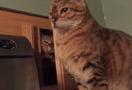 See what michelle beckett (mikabe71) has discovered on pinterest, the world's biggest collection of ideas. Here Is Definitive Proof That Cats Are Jerks The Daily Edge