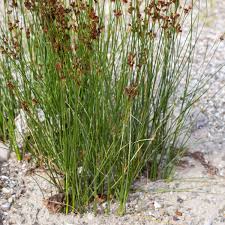 Image result for Juncus punctorius