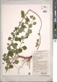 Image result for Turraea mombassana