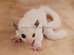 White Mosaic My Little Sugar Glider