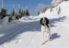 Image result for bernský honič