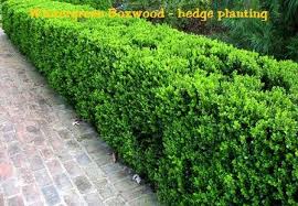 We did not find results for: Wintergreen Boxwood Buxus