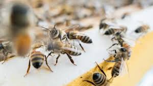 If you have space for a little herb garden, that's another great way to attract bees. How To Make Your Garden More Eco Friendly Euronews