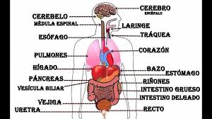 Todos Los Organos Del Cuerpo Humano Y Sus Funciones En Espanol Busqueda De Google Organos Del Cuerpo Humano Aparatos Del Cuerpo Humano Cuerpo Humano Imagenes