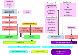 Blood Pressure Regulation And Pathology Sciencedirect