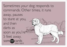 Even verbally reprimanding your dog teaches him that if he comes or allows himself to get caught, bad things will happen. Sometimes Your Dog Responds To Commands Other Times It Runs Away Pauses To Stare At You And Then Darts As Soon As You Re 5 Feet Away Pets Ecard