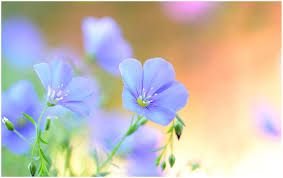 Flower beautiful sky blue colour wallpaper. Light Blue Flower Wallpapers Top Free Light Blue Flower Backgrounds Wallpaperaccess