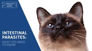 Intestinal parasites exhibit different signs. The Scoop On Poop Intestinal Parasites In Kittens Veterinarians Brentwood Brentwood Animal Hospital