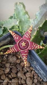 Image result for Euphorbia halipedicola