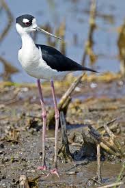 Big Black Bird With White Ring Around Neck Black Necked Stilt Bird Beautiful Birds Bird Feathers