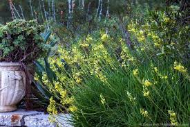 Image result for Bulbine capitata