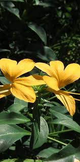 Image result for Barleria delagoensis